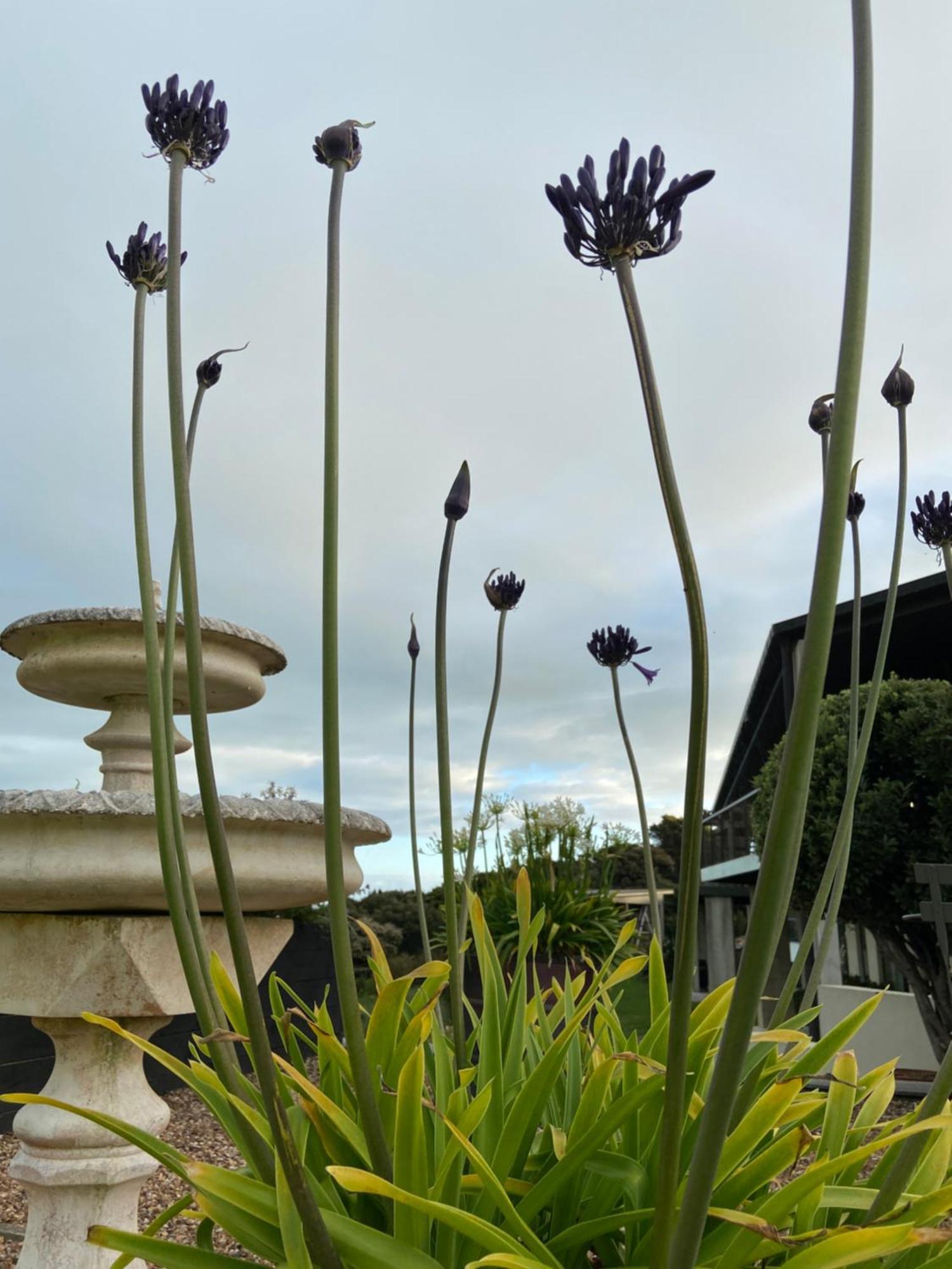 La Bodega Waiheke Island Otel Surfdale Dış mekan fotoğraf